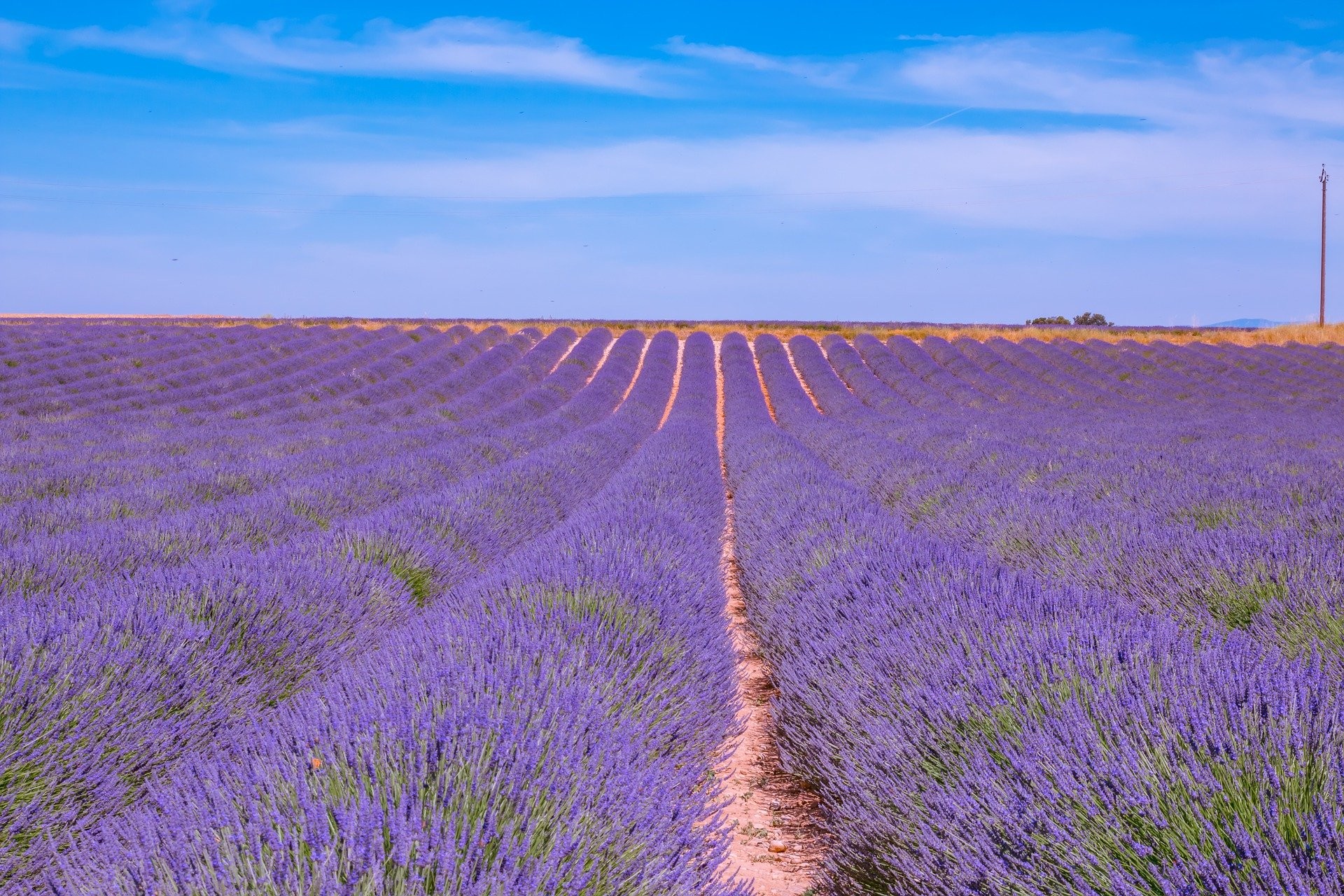 Champs de lavande